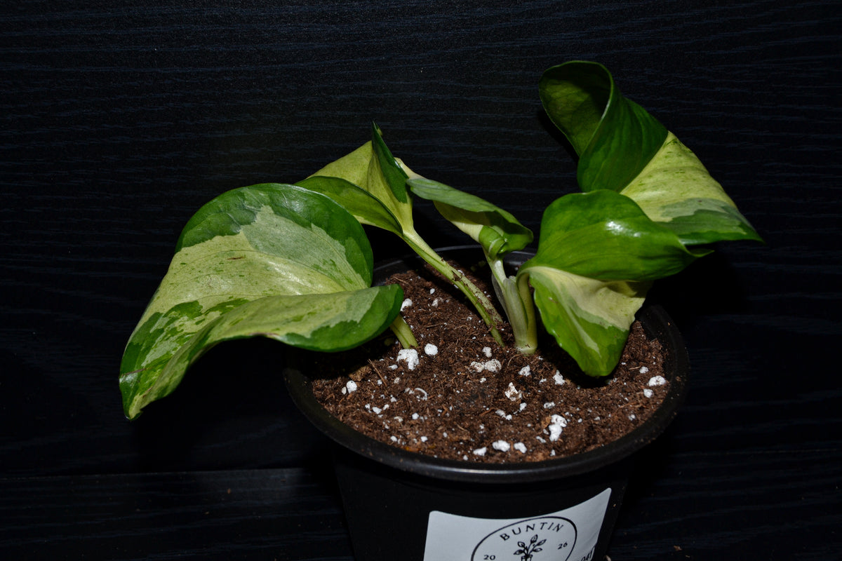 Manjula Pothos | BB041