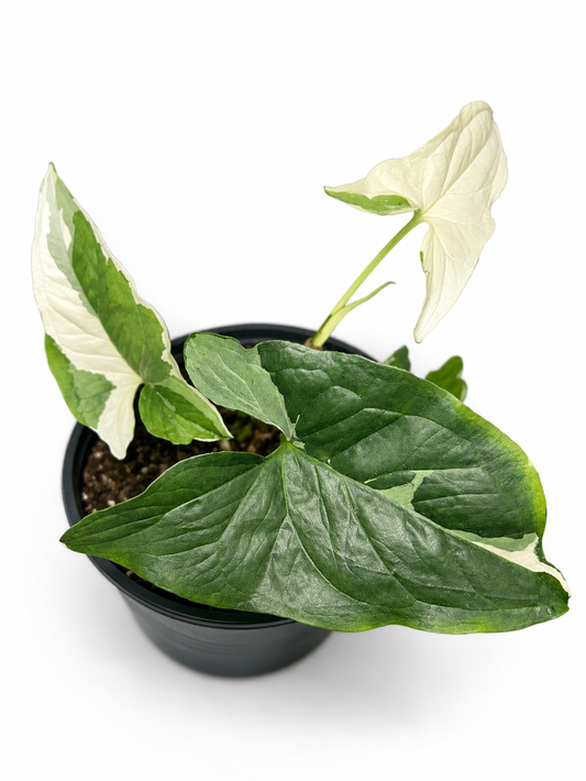 Syngonium Albo Variegata
