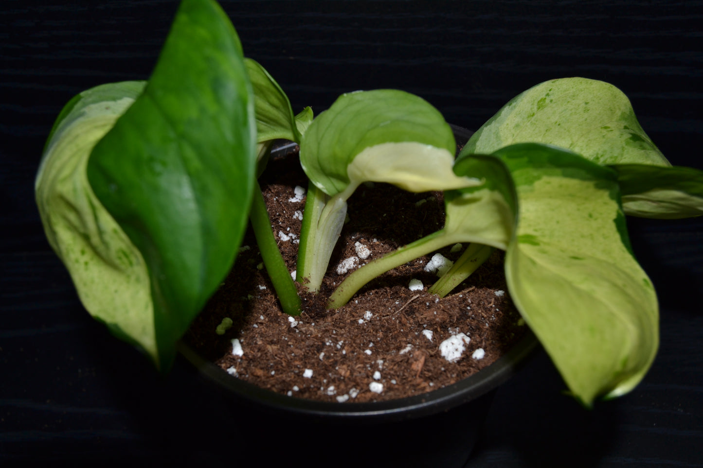 Manjula Pothos | BB041