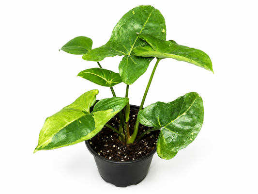 Syngonium Panda Galaxy