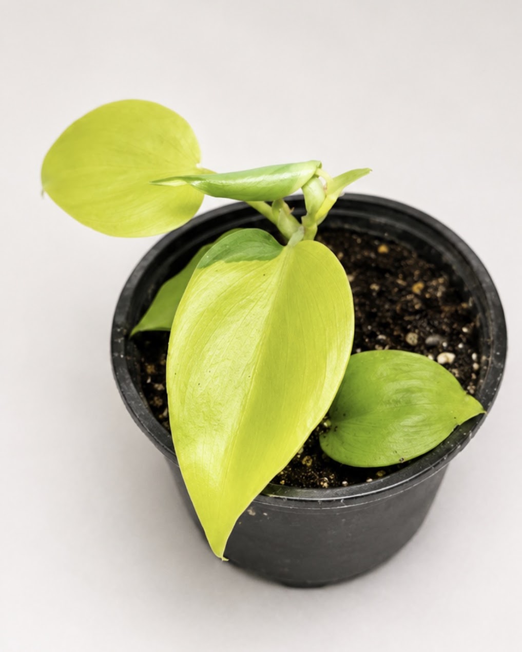 Philodendron Brasil