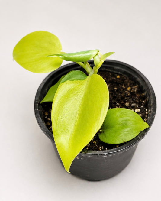 Philodendron Brasil